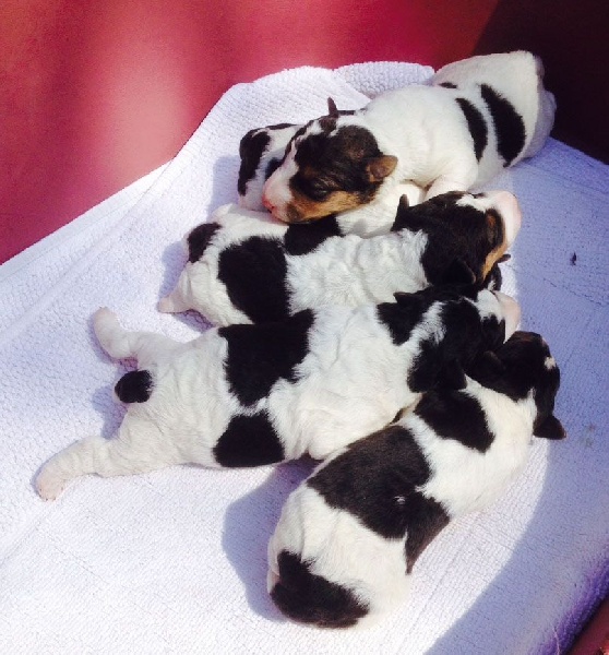 chiot Fox Terrier Poil Dur De la barriere rouge