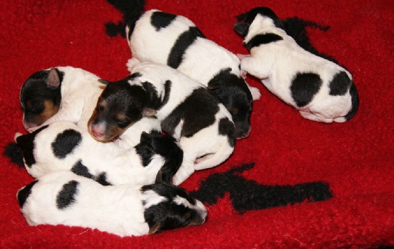 chiot Fox Terrier Poil Dur De la barriere rouge