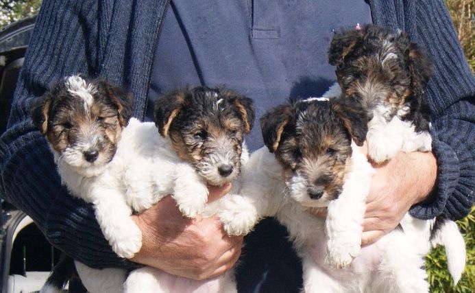 Chiot Fox Terrier Poil Dur De la barriere rouge