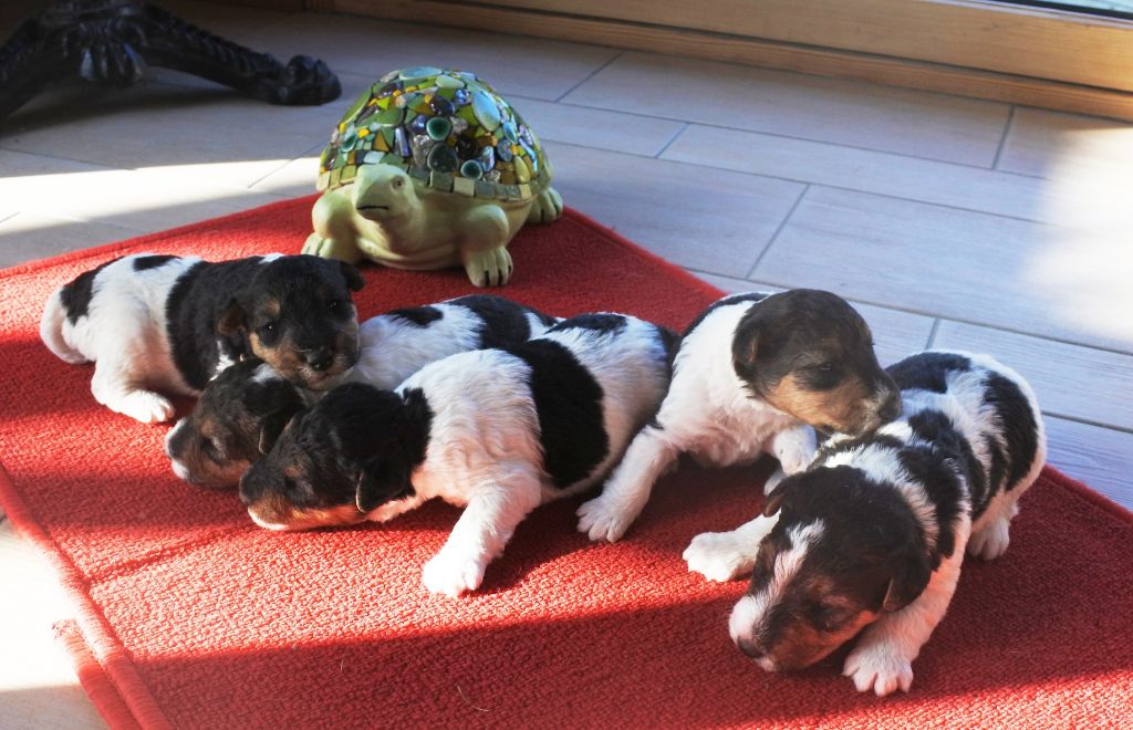 Chiot Fox Terrier Poil Dur De la barriere rouge