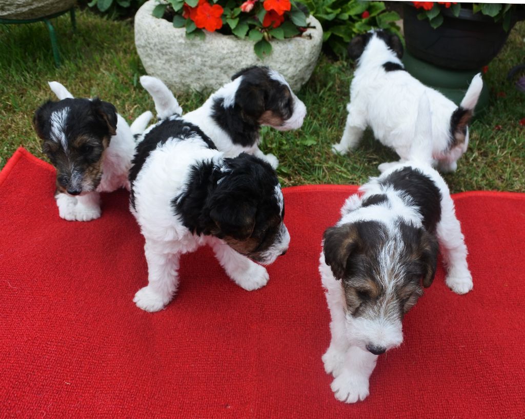 Chiot Fox Terrier Poil Dur De la barriere rouge